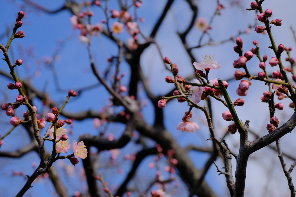大阪城公園梅林にて