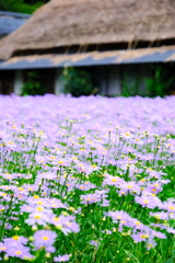 北山友禅菊