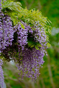 藤の花