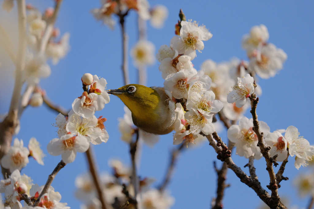 ウメジロー