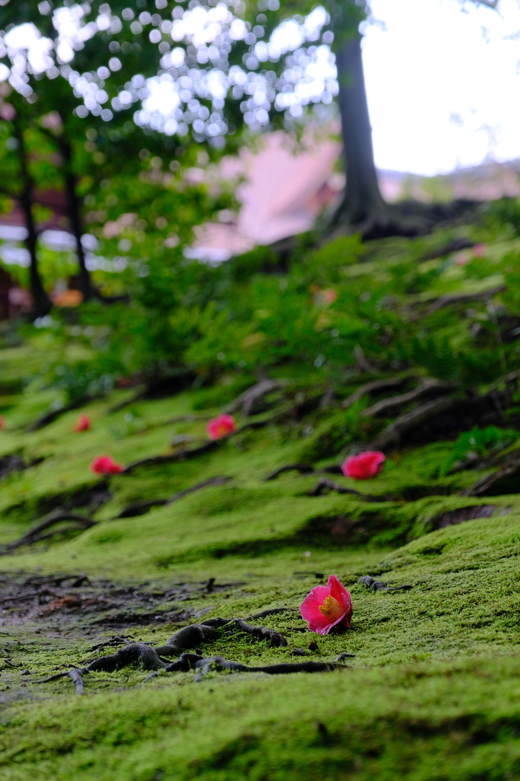 城南宮庭園