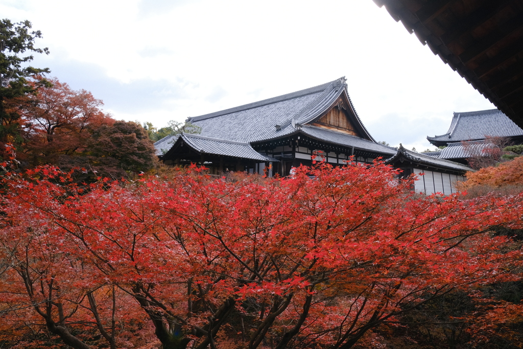 東福寺の紅葉
