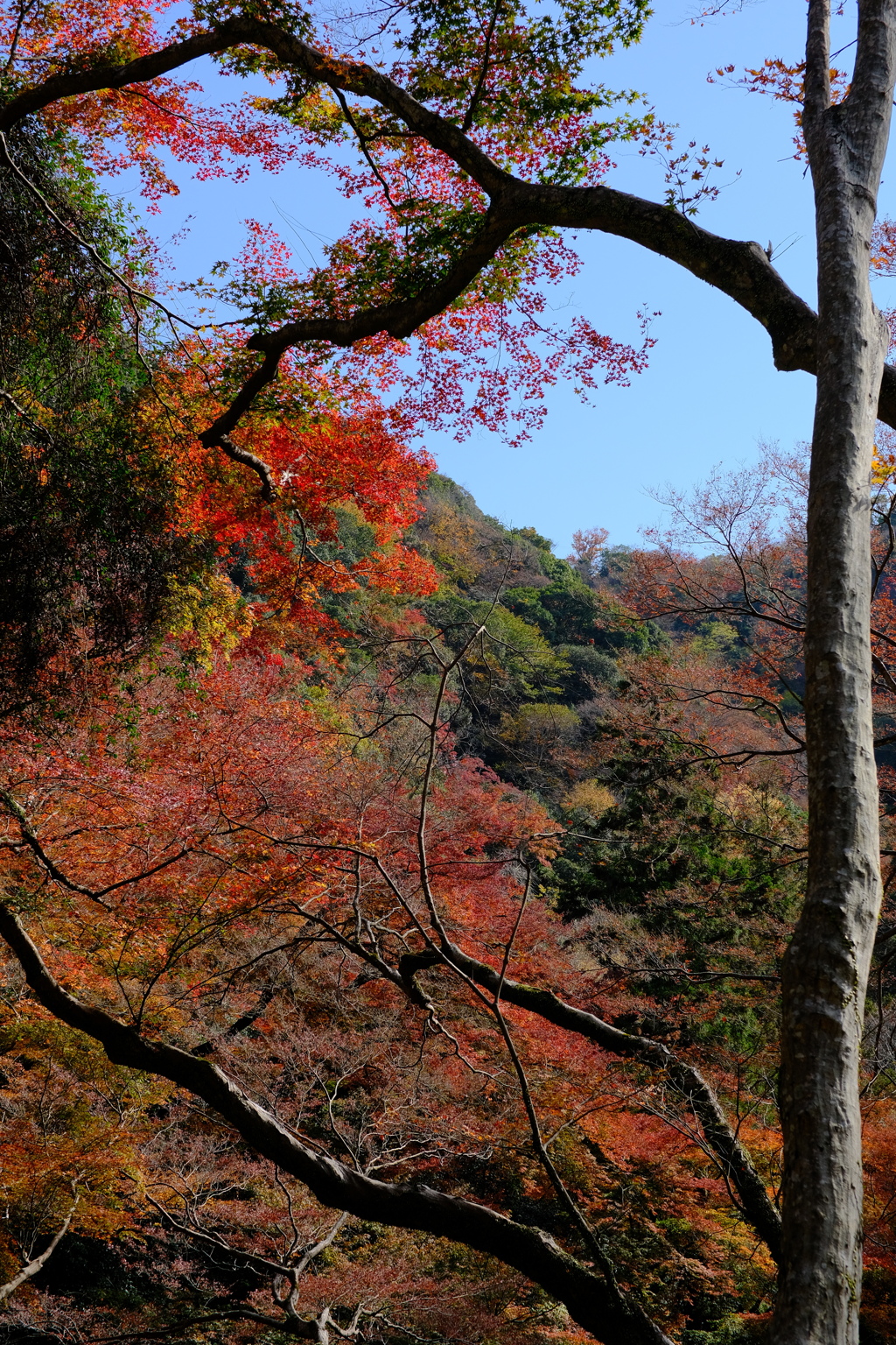 箕面公園の紅葉