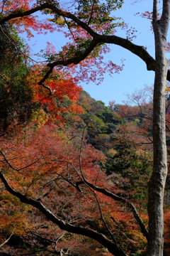 箕面公園の紅葉