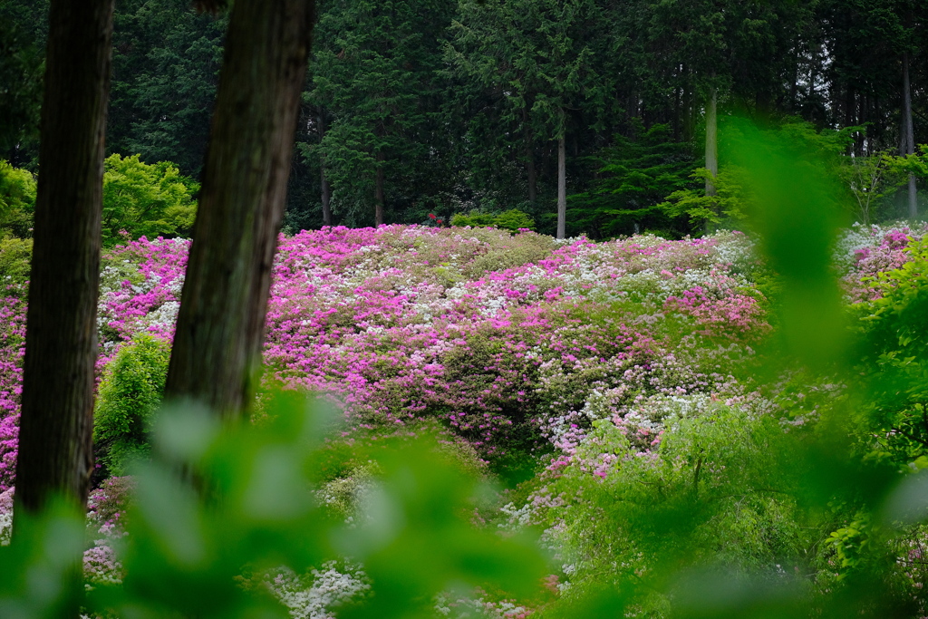 満開の三室戸寺