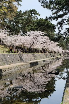 夙川公園の桜