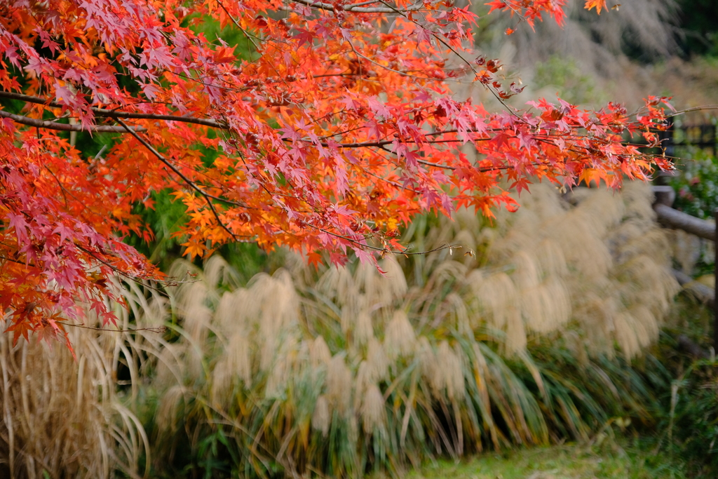 嵐山の紅葉