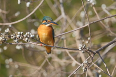 今日の鳥果；カワセミ