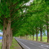 メタセコイヤ並木