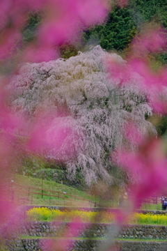 又兵衛桜(本郷の瀧桜)