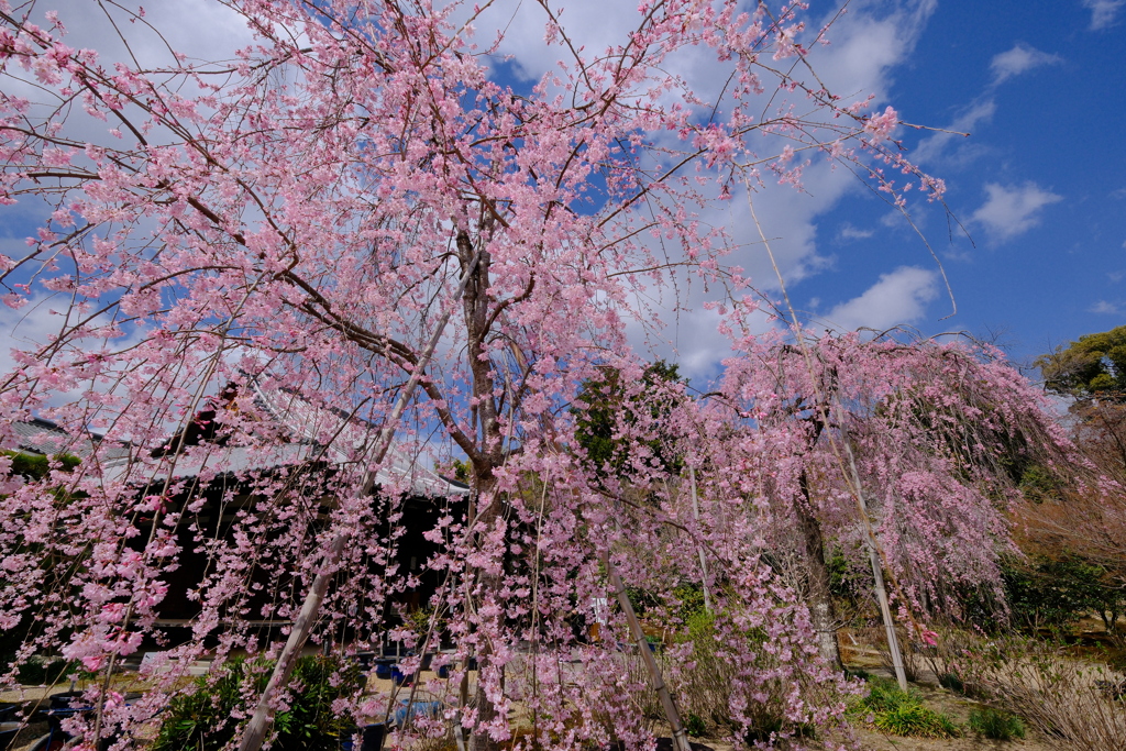 法金剛院の枝垂れ桜