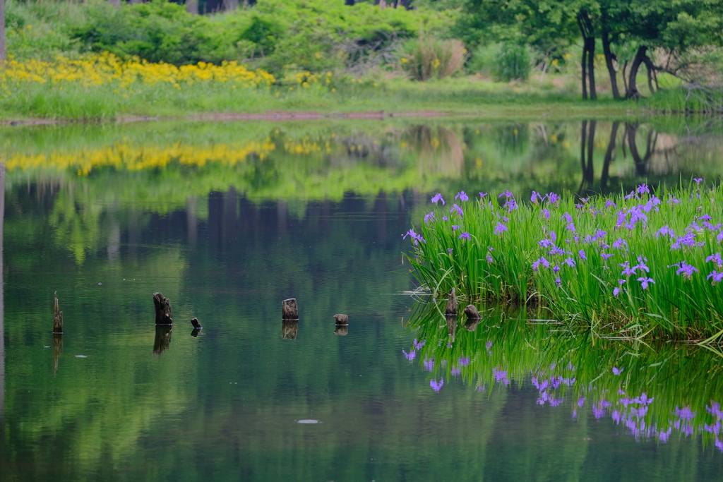 平池のカキツバタ