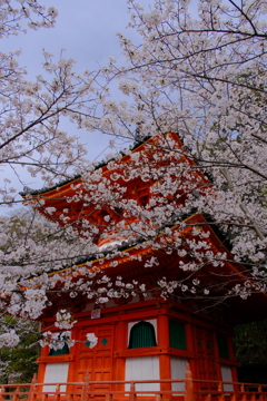 紀三井寺の桜
