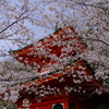 紀三井寺の桜