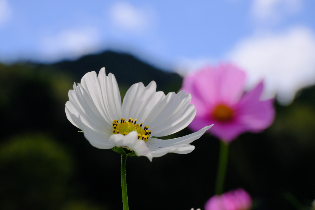 秋桜