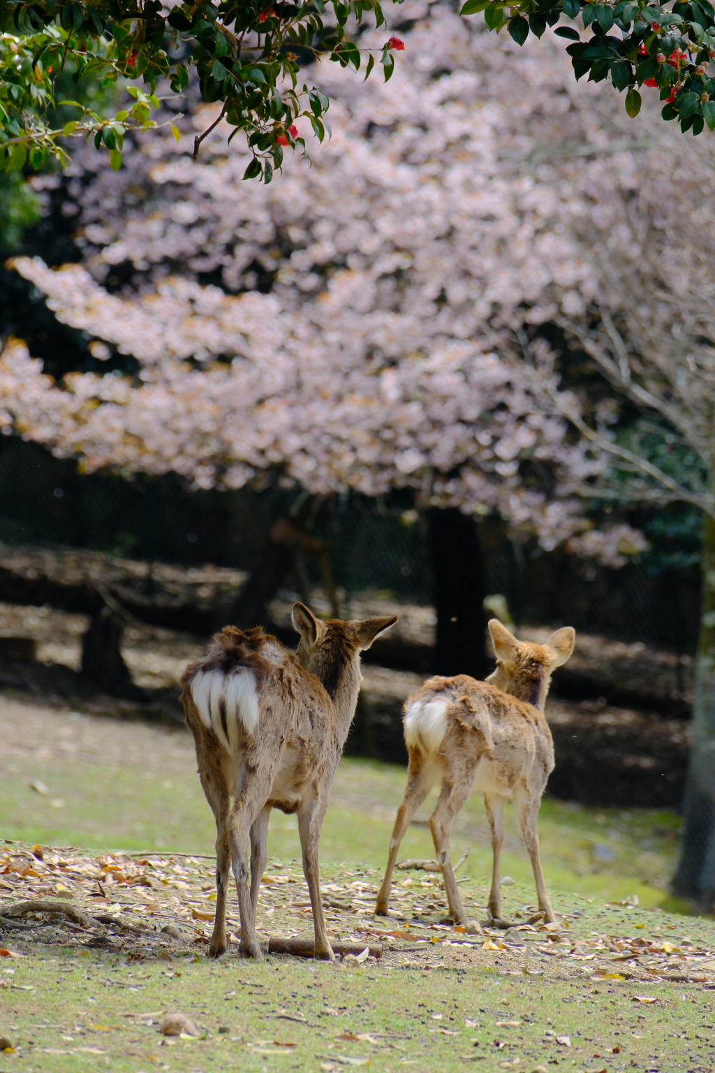 お花見