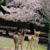 お花見