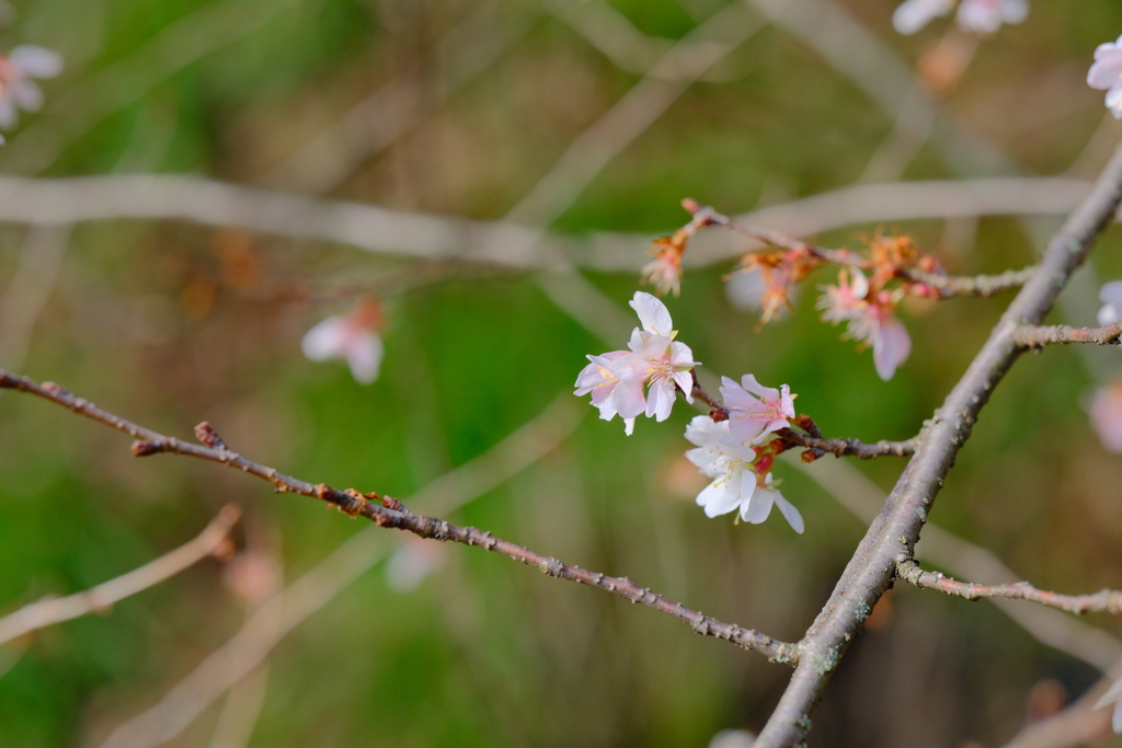 冬桜