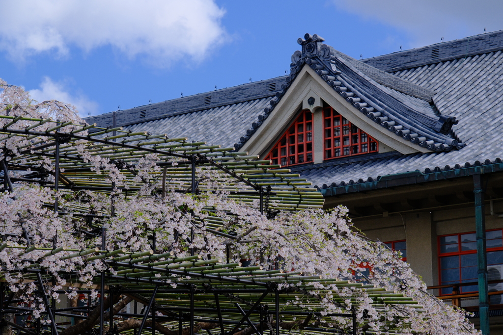 天理教教会部の枝垂れ桜