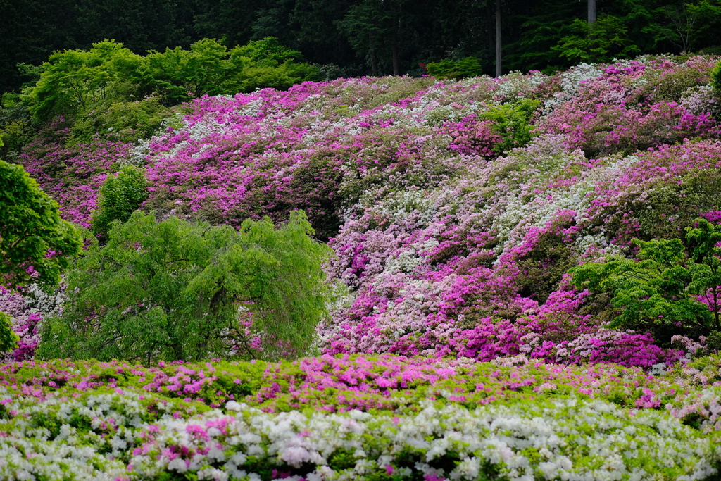 満開の三室戸寺