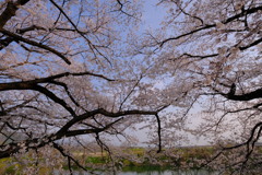 背割堤の桜