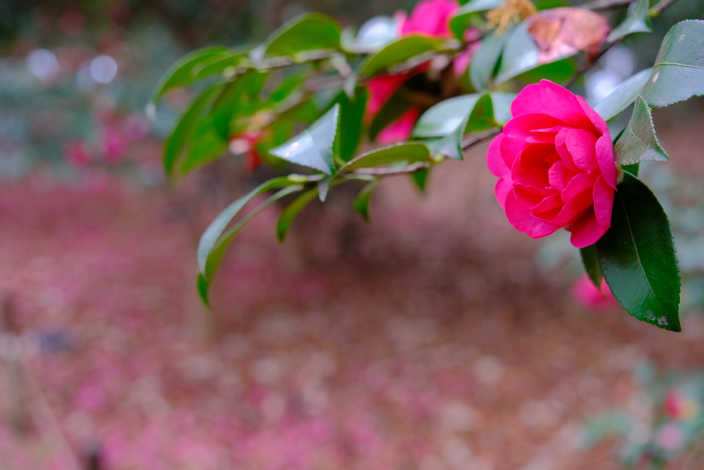 冬の花々