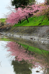 満開の河津桜