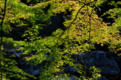摂津峡の紅葉