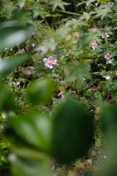 秋明菊