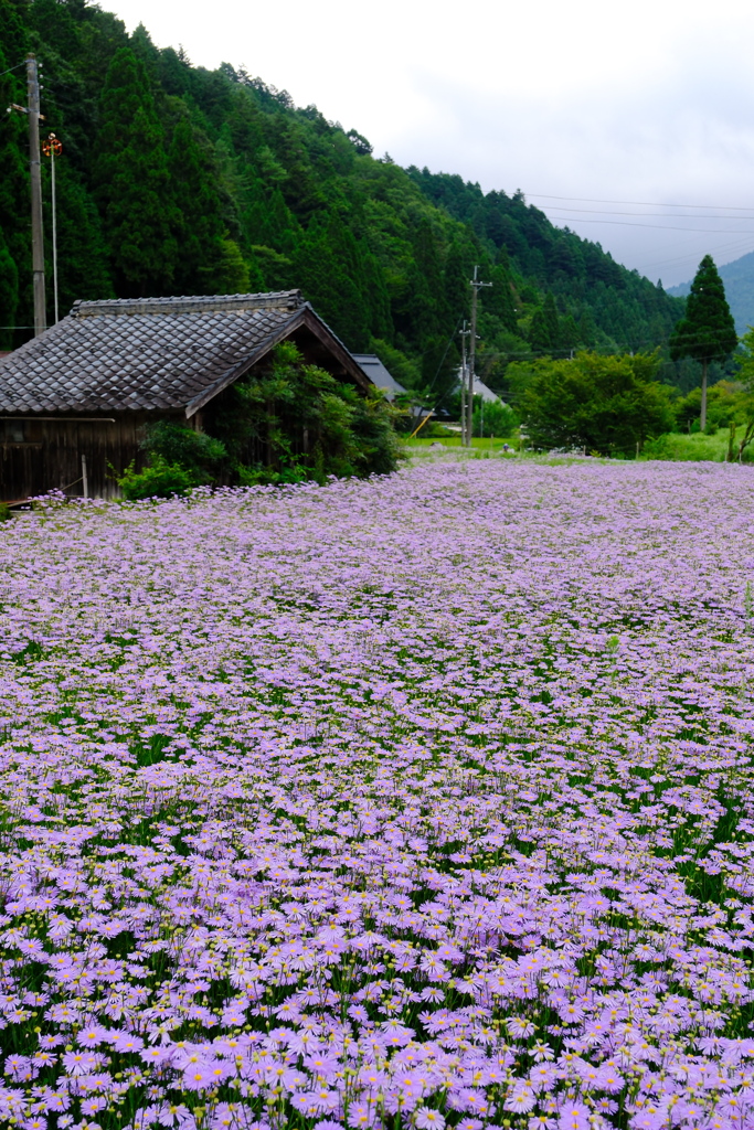 北山友禅菊