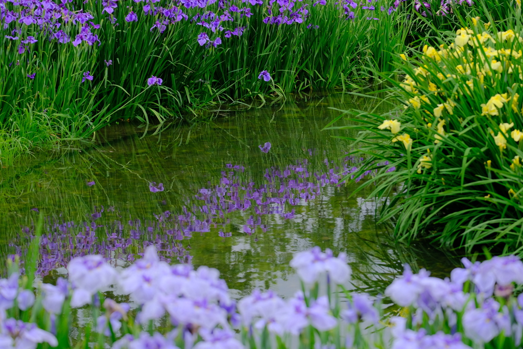 菖蒲園