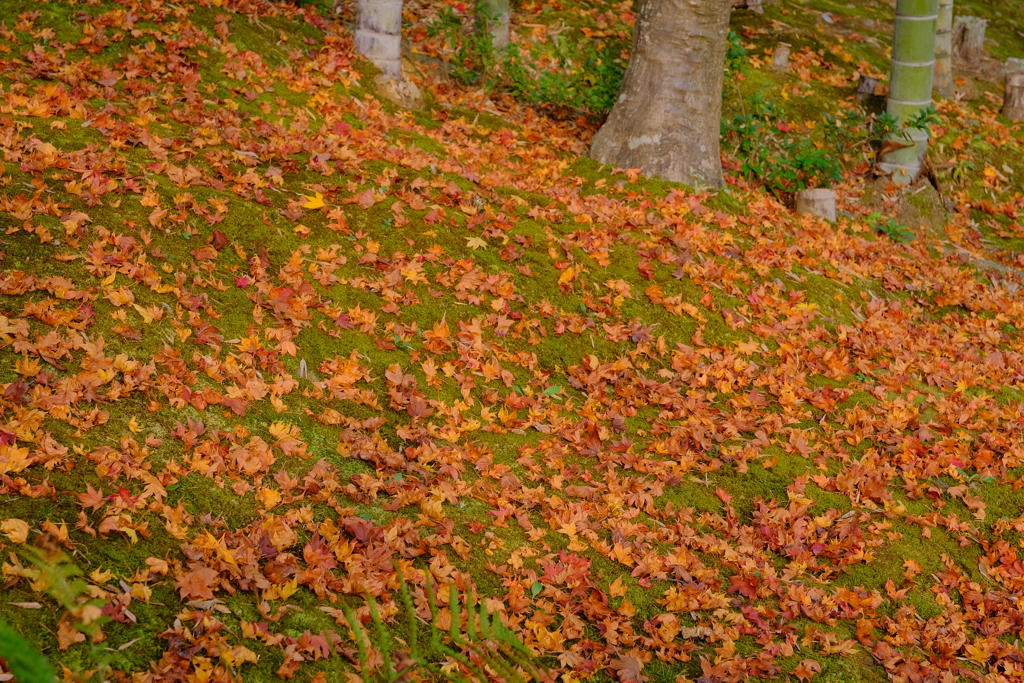 嵐山紅葉