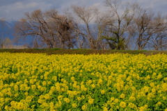 菜の花畑