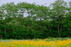 お花畑
