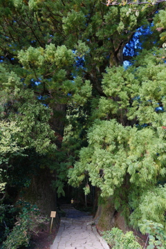 大門坂　夫婦杉