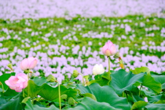 Lotus & Water hyacinth