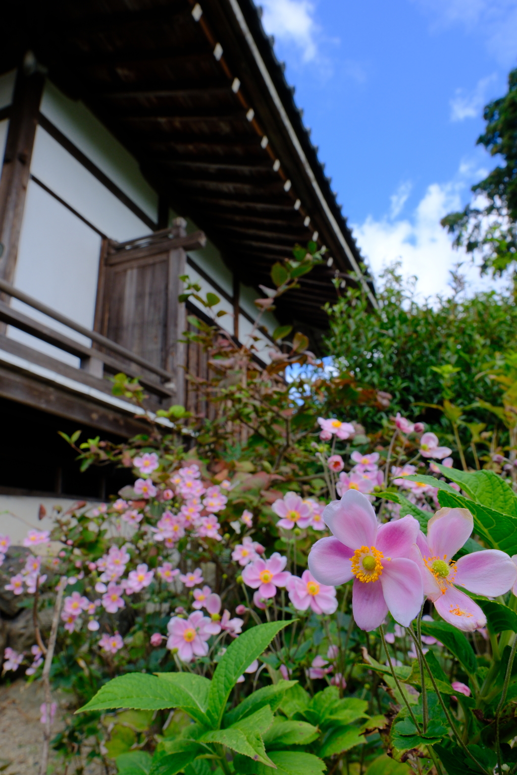 西山善峯寺の秋明菊