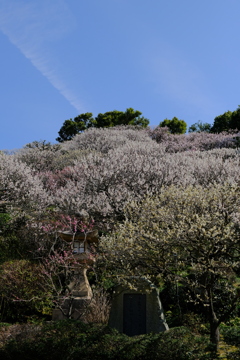 中山寺の梅園