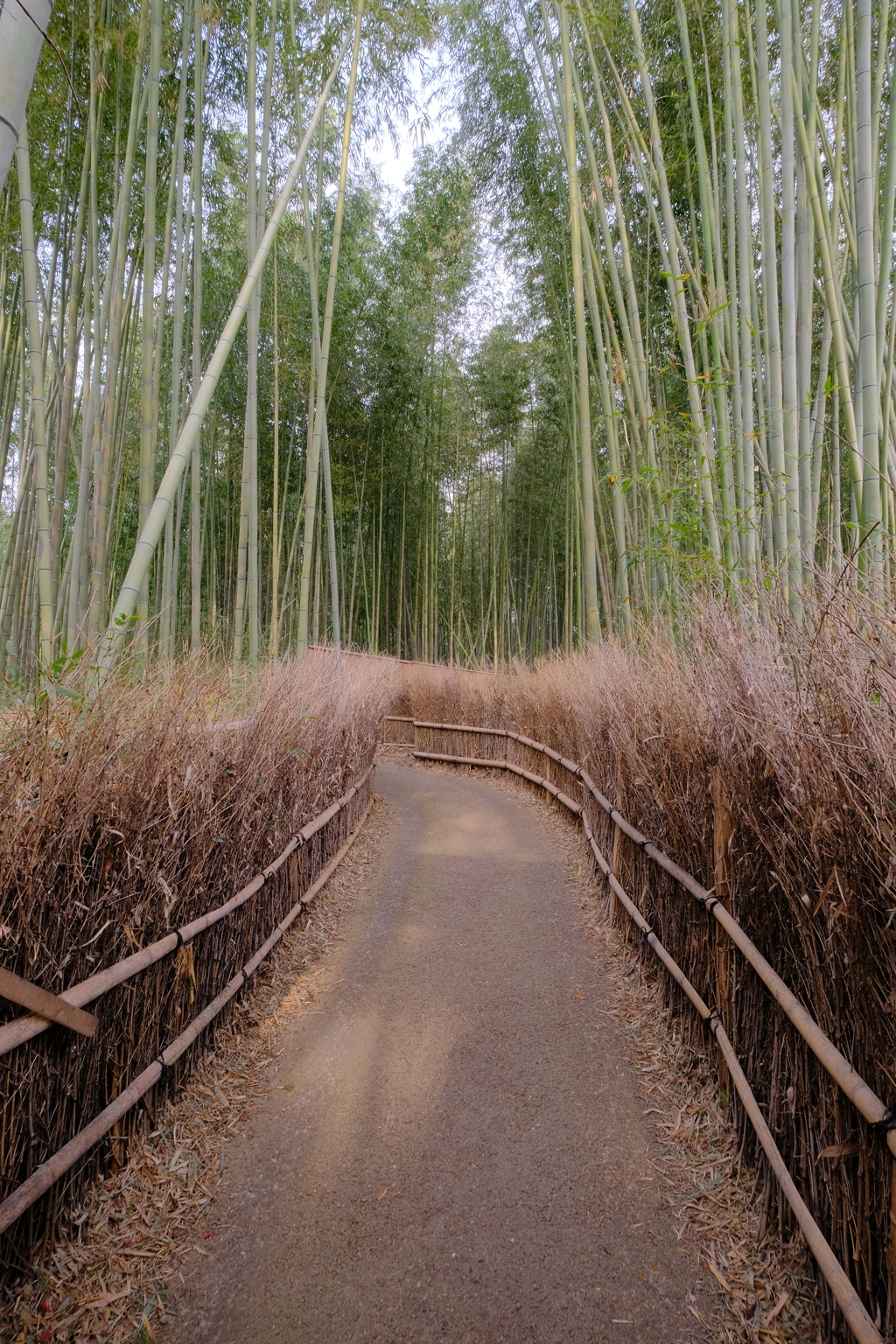 竹林の小径