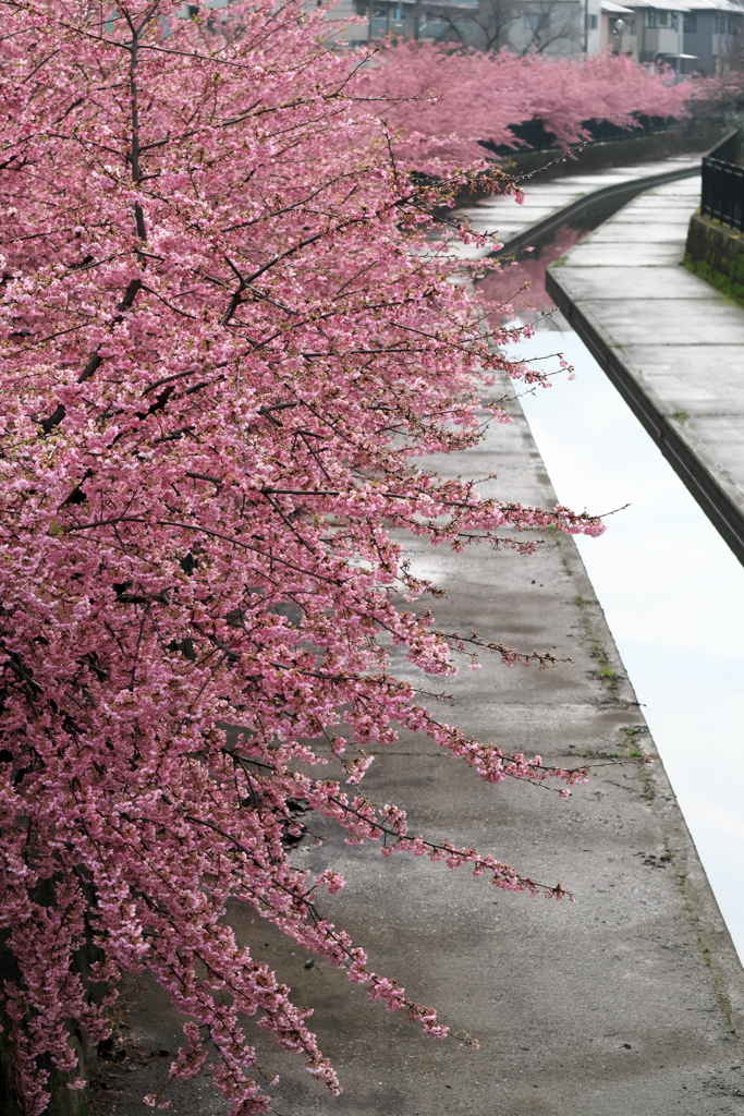 満開の河津桜