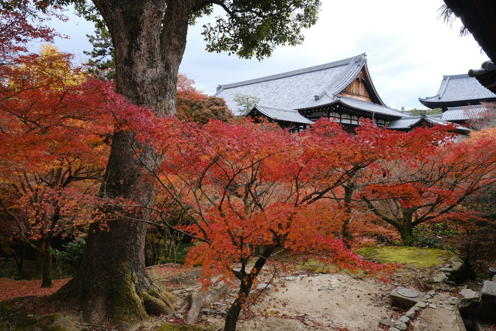 東福寺の紅葉