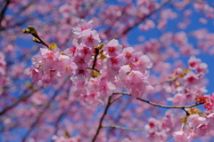 満開の寒緋桜