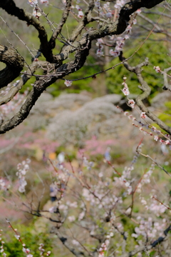 中山寺の梅園