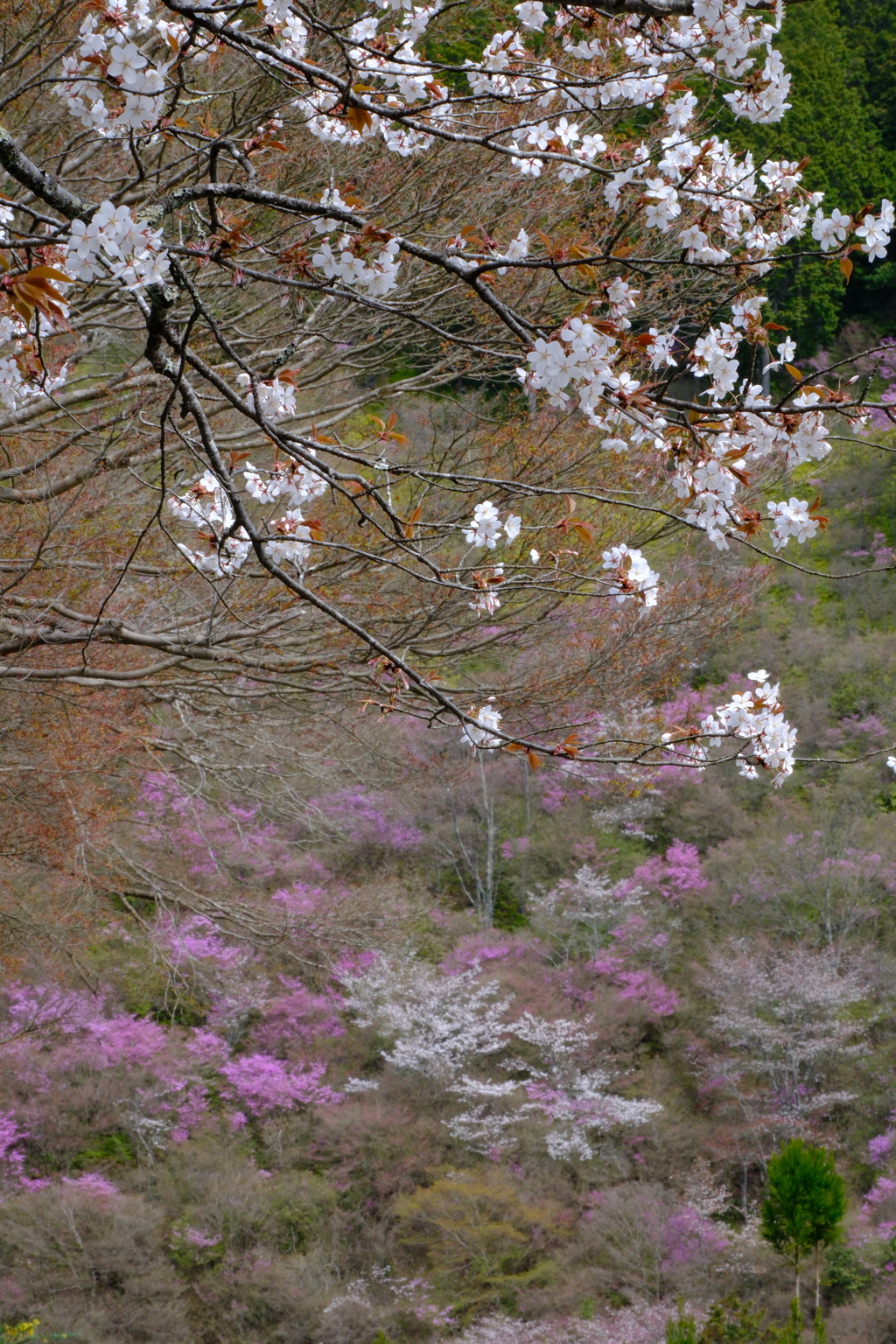 西明寺のミツバツツジと桜