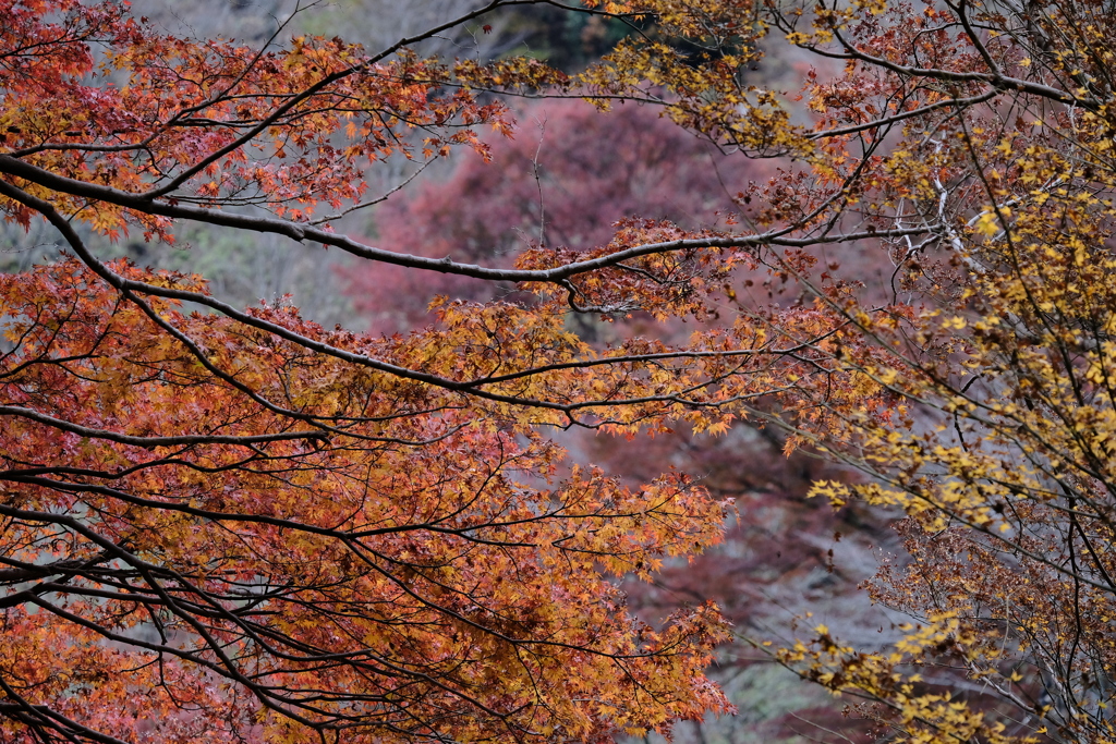 吉野の紅葉