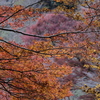 吉野の紅葉