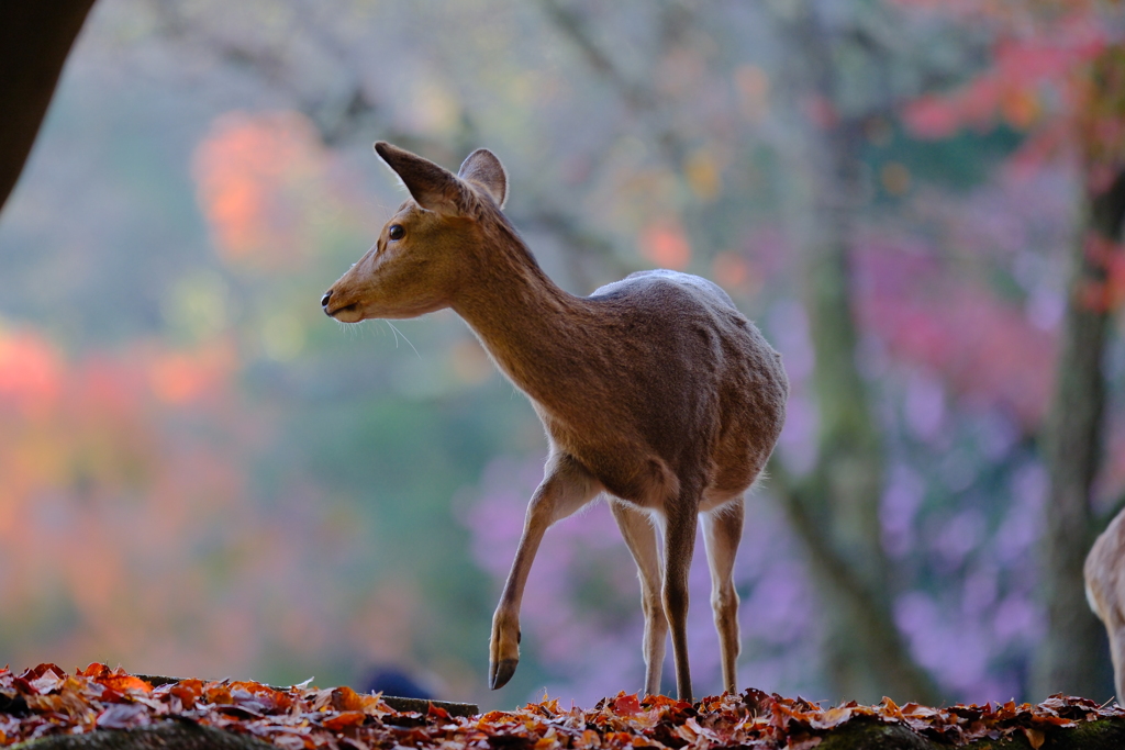 秋の奈良鹿