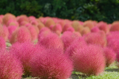 コキアフェア コキアフェア