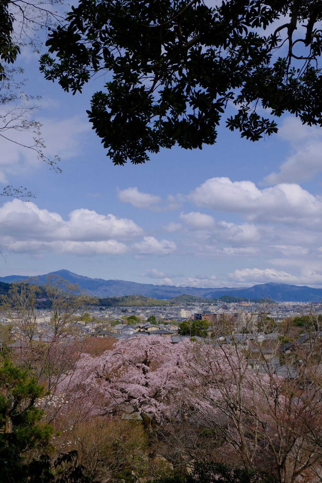 常寂光寺の彼岸枝垂れ桜