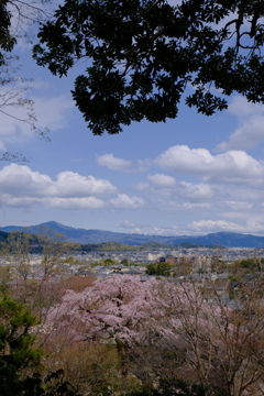 常寂光寺の彼岸枝垂れ桜
